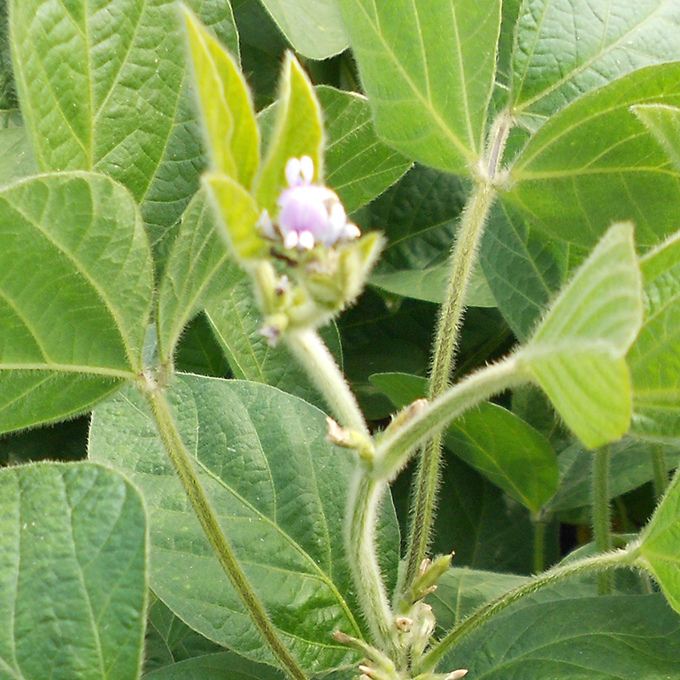 Соя «Везелица»