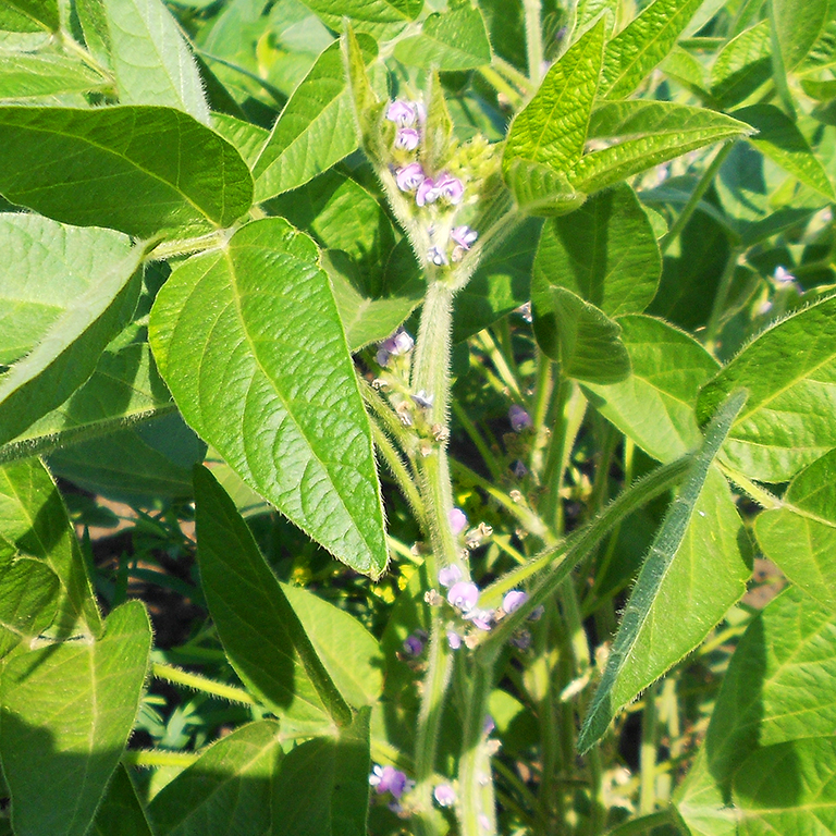 Соя «Горизонт»