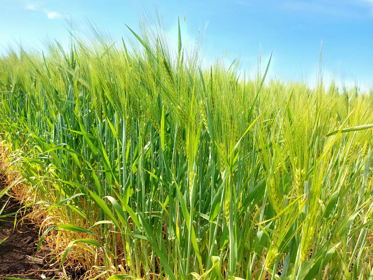 Ячмень «Благодар»