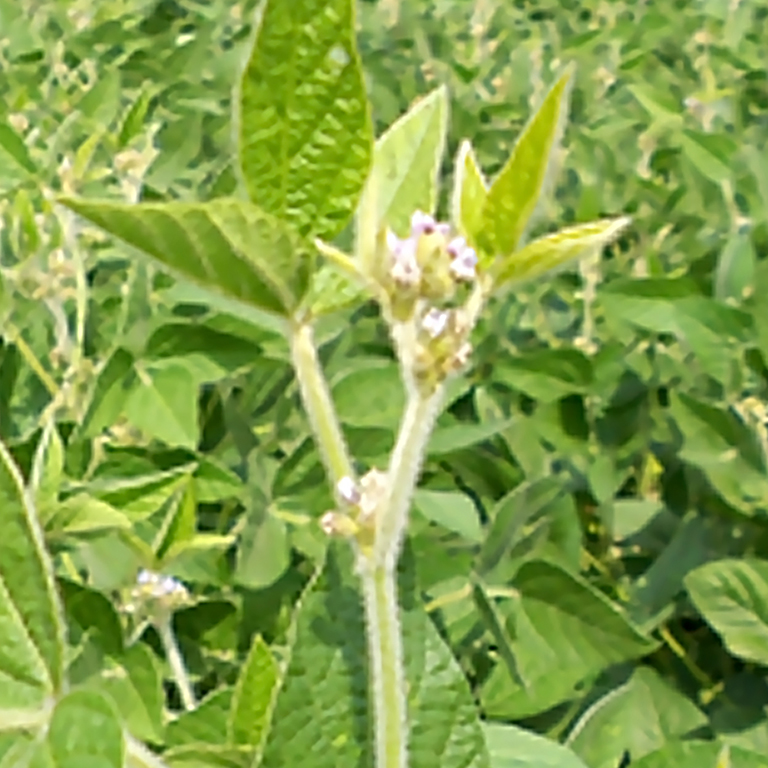 Соя «Нежеголь»