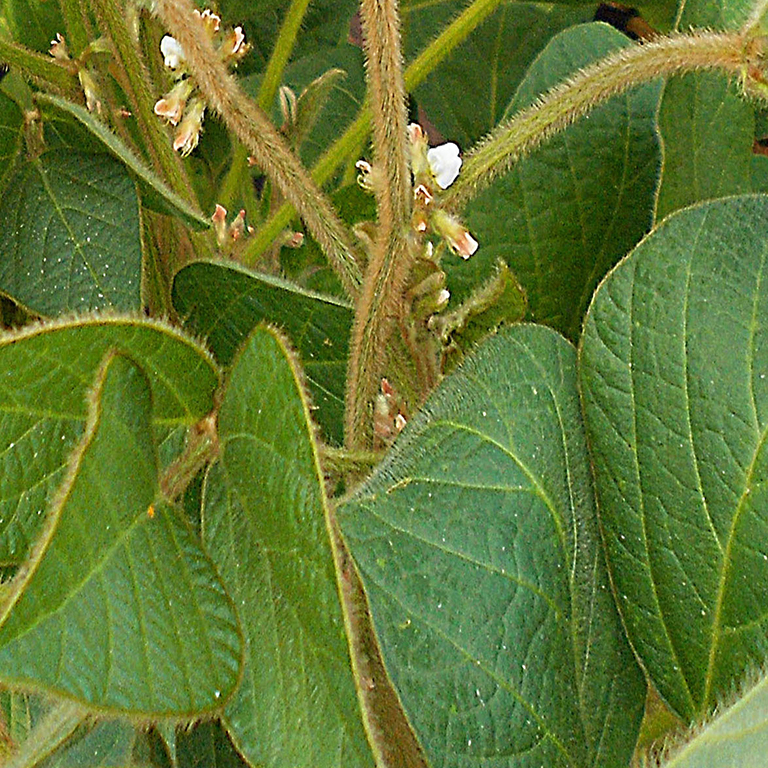 Соя «Виктория»